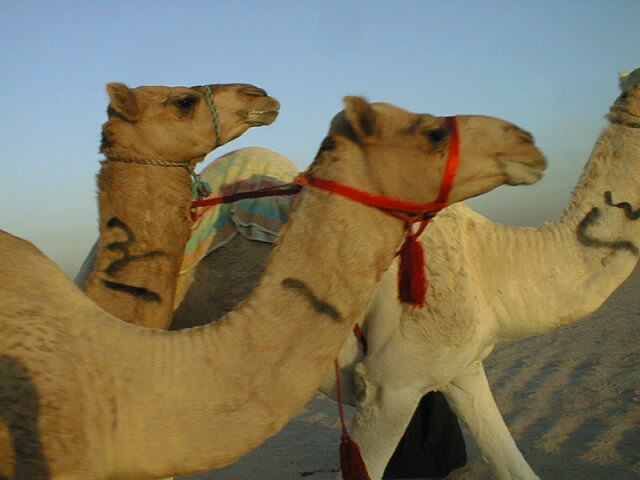 camels