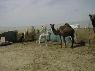 camels